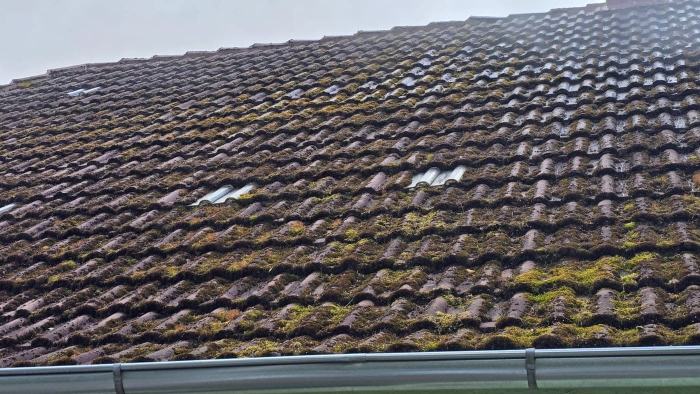 Dachziegel mit Moos vor und nach der Reinigung (Vorher)